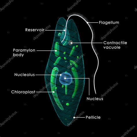  Euglena! A Single-Celled Organism That Combines Photosynthesis With Heterotrophic Feeding Habits