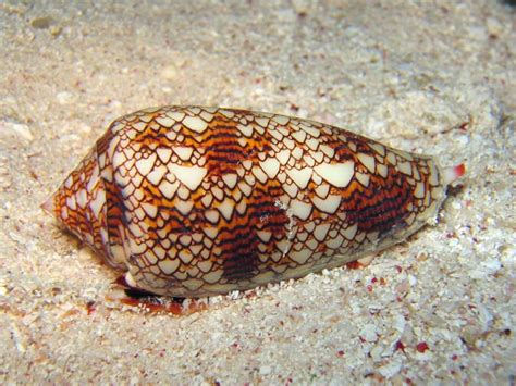  Cone Snail: Kierrekuorioinen Esimerkki Viehättävästä ja Vaaralliseesta Eläinmaailmasta!