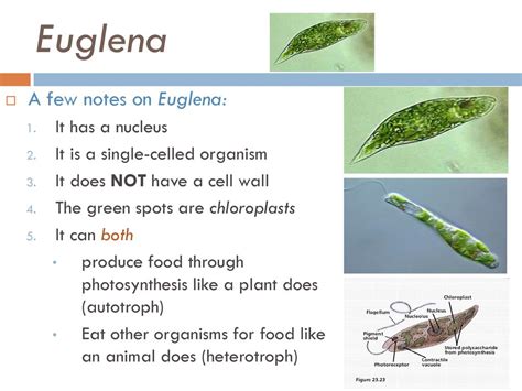  Euglena! A Single-Celled Organism That Combines Photosynthesis With Heterotrophic Feeding Habits