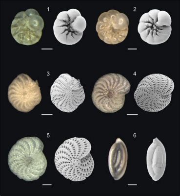  Foraminifera: Mikroskooppinen Äärimmäinen Elo, Joka Elää ja Kukoistaa Veden pohjalla!