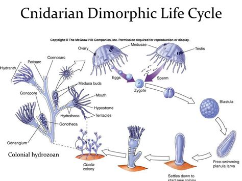  Leidyaphyllum! A Deep Dive into the Lives of These Fascinating Colonial Hydrozoans