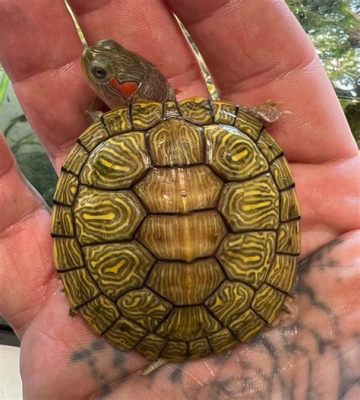  Rufous-Tailed Slider: This Cold-Blooded Creature With A Shell Can Be Found Sunbathing On Rocky Shores!