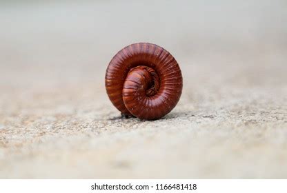 Scribble Millipede:  A Tiny Armored Wonder That Crawls And Curls!