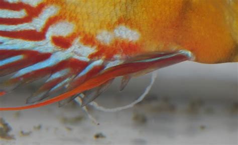  Umbilophagus:  A Masterful Parasite Navigating the Labyrinthine Intestines of Fish!