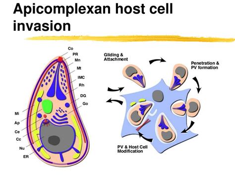  Apicomplexan: This Tiny Terror Uses An Army of Proteins to Invade its Host Cell and Leave Chaos in its Wake!