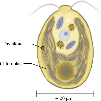  Bodomonas! This Unicellular Masterpiece Lives In Freshwater Ecosystems