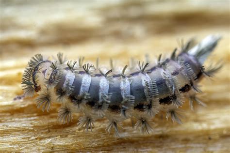  Bristle Millipede: Unveiling the Mysteries Behind This Exquisitely Armored Earth Dweller!