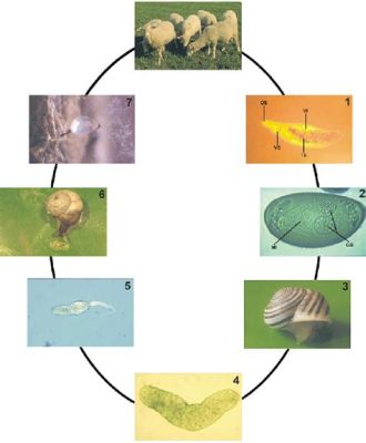   Dicrocoelium dendriticum: Kasteja rakastava loinen ja sen yllättävät elinkiertotavat!