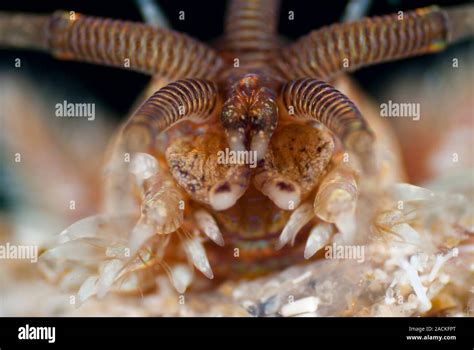  Diopatra! This Marine Worm With Many Bristles Makes Burrowing Its Favorite Pastime