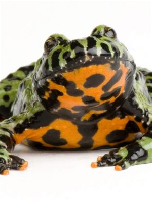 Fire-Bellied Toad: A Tiny Amphibian With Striking Colors That Can Tolerate Surprisingly Harsh Environments!