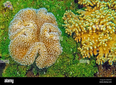   Halimeda! A Coral That Looks Like Tiny Green Noodles