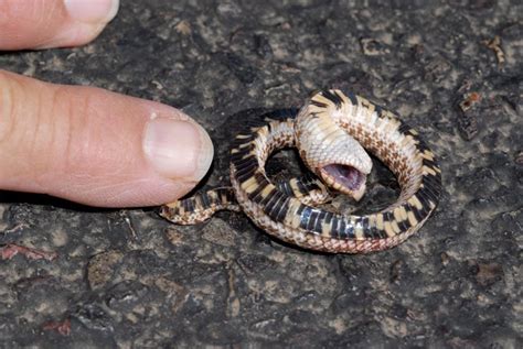  Hognose! Learn about the Theatrical Reptile that Plays Dead