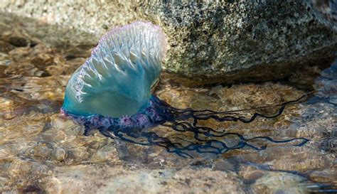  Physalia physalis! A Colonial Creature Navigating the Open Ocean With Stinging Tentacles