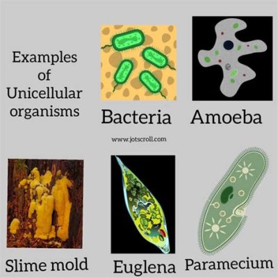  Quadrulea: A microscopic masterclass in single-celled survival!