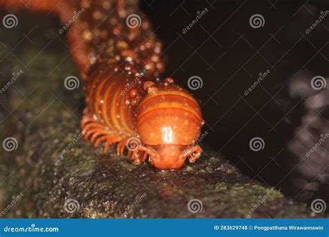  Queenslander Diplopoda!  A fascinating creature exhibiting iridescent colors and an affinity for moist subterranean environments