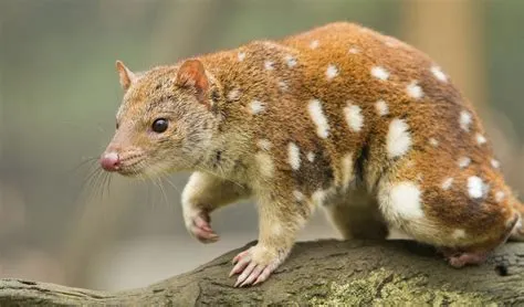  Quoll! The Tiny Tasmanian Predator With a Big Appetite for Insects and Small Vertebrates