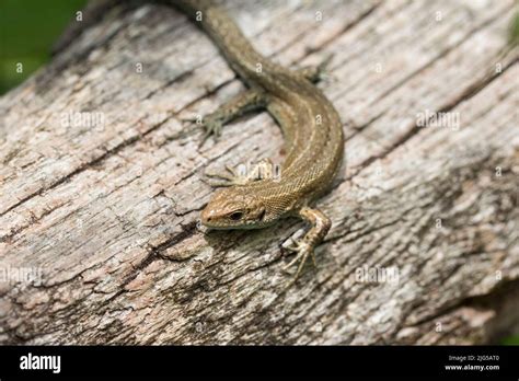  Skink! A Scaly Sunbather With an Unexpectedly Long Tongue