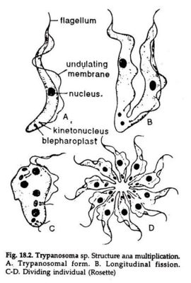 Trypanosoma! This Tiny Protozoan Swims with Flagella and Thrives within Its Host