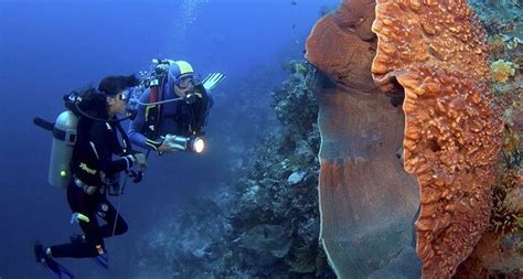  Urn Sponge: A Colorful Burst Beneath the Waves – Unveiling the Secrets of an Enigmatic Demospongiae