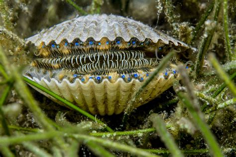  Xavieriella! A Tiny Bivalve With Surprisingly Big Dreams 