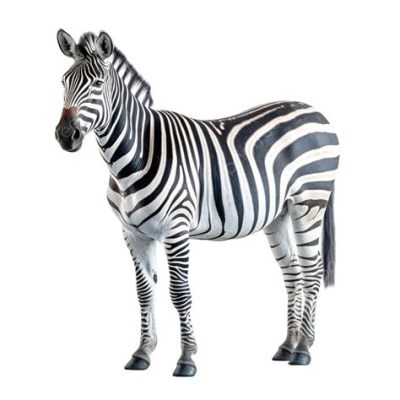  Zebra:  Tähtikirjavat kaviot heittäytyvät savannin avoimelle tanssilattialle!