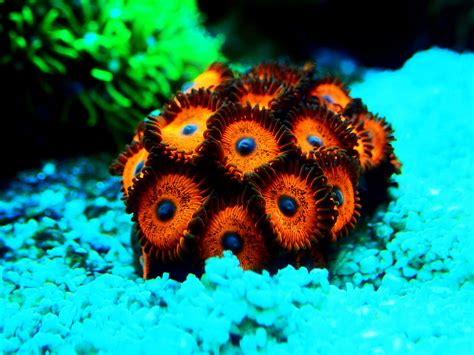  Zoanthid - Koralli, jolla on yllättävän voimakkaita aseita ja jotka luovat koko ekosysteemin!