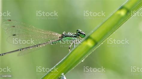  Zygoptera - Näyttävät siipiensä leikkiin ja täynnä vauhtia!